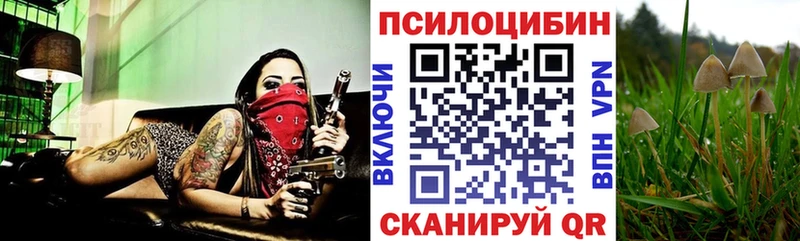 Псилоцибиновые грибы Psilocybe  Купить закладки  Дедовск 
